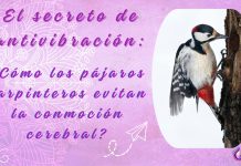 El secreto de la antivibración: ¿Cómo los pájaros carpinteros evitan la conmoción cerebral?